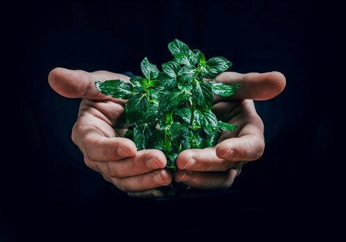 Explorer les imaginaires de la durabilité une plante feuillue se retrouve dans des mains qui se détachent d'un fond noir