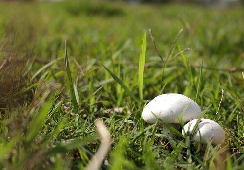 champignon
