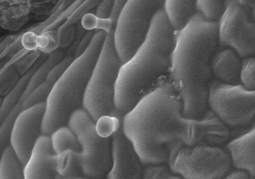 Géranium odorant utilisé en parfumerie observé en microscopie électronique à balayage environnementale.