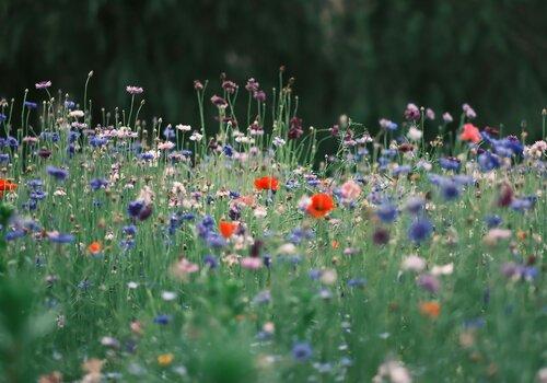https://images.pexels.com/photos/32141424/pexels-photo-32141424/free-photo-of-champ-serein-de-fleurs-sauvages-en-fleurs.jpeg?auto=compress&cs=tinysrgb&w=1260&h=750&dpr=1 L'intelligence du monde végétal