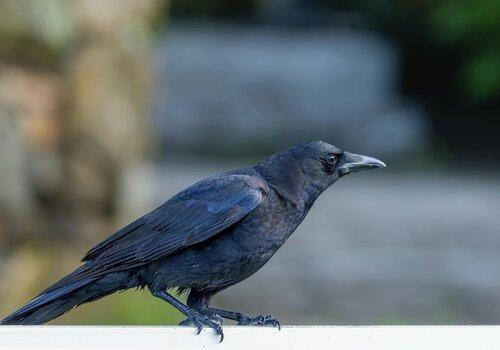 Corbeau