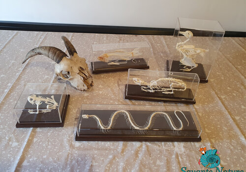 Squelettes d'animaux de ma collection privée (rat, chèvre, grenouille, serpent, poisson, pigeon)