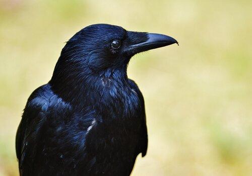 Corbeau de nouvelle Calédonie