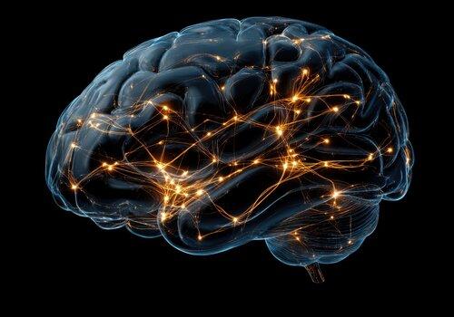 Le cerveau en réseau