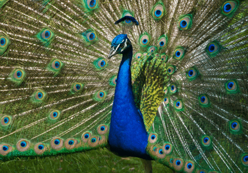 photo en couleur d'un paon dont la queue est ouverte pour parader