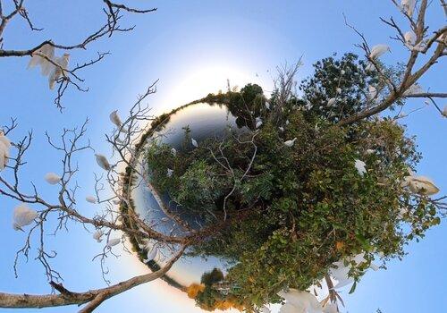 Immersion Tarn: L'arbre aux aigrettes L'arbre aux aigrettes Vue immersive 360°