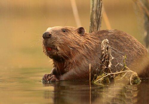 "Nos amis sauvages, le castor" 