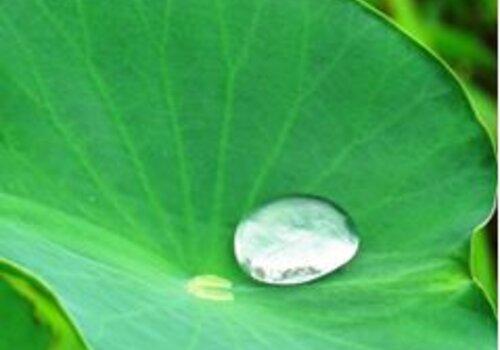 Feuille hydrophobe