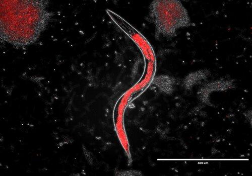 C elegans