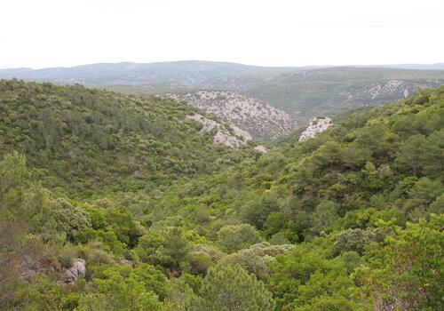 Un paysage de forêt