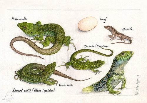 planche de dessins représentant la famille du Lézard ocellé (mâle, femelle, oeuf, âge adulte) 