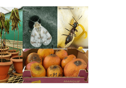 Recherches-Projet-Clapas Plantes malades, mangues abimées, insecte allié (le papillon) et insecte ravageur