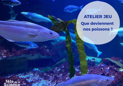 Poissons de Manche et Mer du Nord