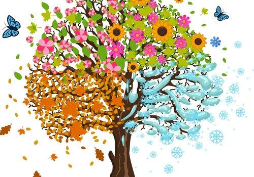 Un arbre découpé en 4 pour représenter les 4 saisons