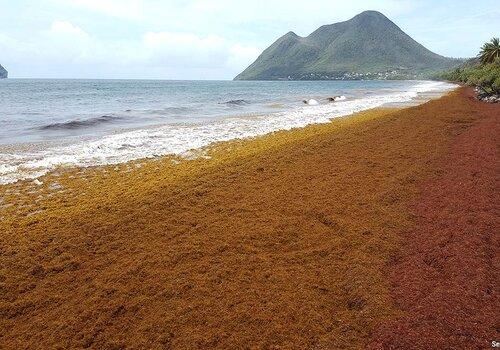 Les Sargasses sur les plages Les Sargasses au Diamant