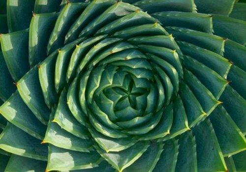 Le régularité naturelle Le cœur symétrique d'une plante grasse