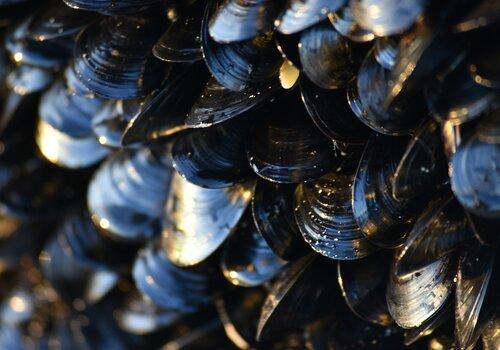 Moules accrochées à un rocher