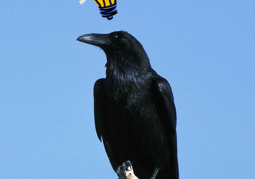 Êtes-vous plus malin qu'un corbeau ? Le ciel est bleu, on voit un corbeau perché sur une branche. Il semble avoir une idée car une ampoule jaune allumée est au dessus de sa tête.