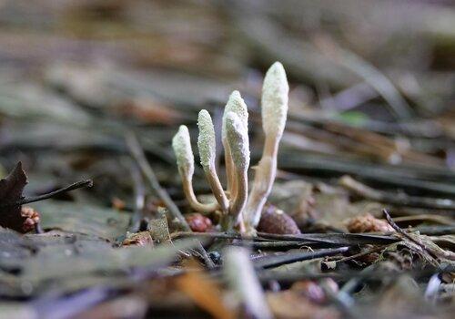 Cordyceps