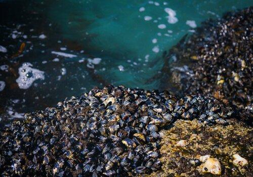Bouquet de moules sur un rocher au bord de l'eau