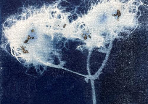 Cyanotype Réalisation au cyanotype