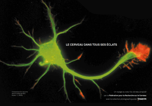 Le cerveau dans tous ses éclats Croissance d'un neurone dans la boîte de pétri