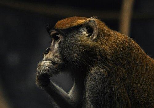 Photo d'un singe se tenant la tête, en pleine réflexion.