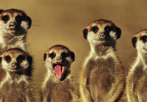 La vie en communauté des suricates, un exemple de groupe animal soudé ! Une famille de suricates aux aguets