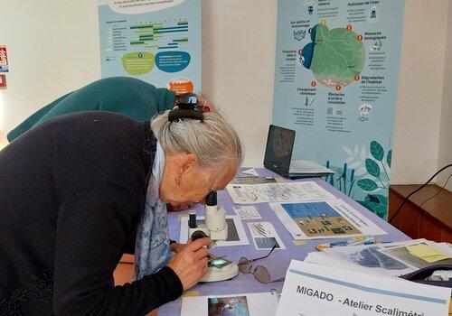 Atelier scalimétrie Observation d'écailles de saumon avec des loupes binoculaires