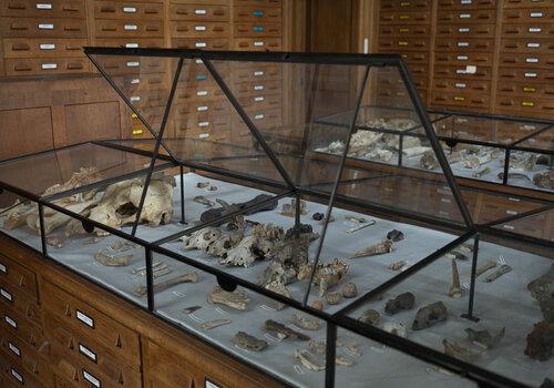 Salle d'Anatomie Comparée, Institut de Paléontologie Humaine Os de faune, salle d'Anatomie Comparée, IPH