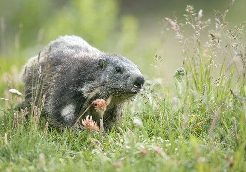 Photographie d'une marmotte alpine