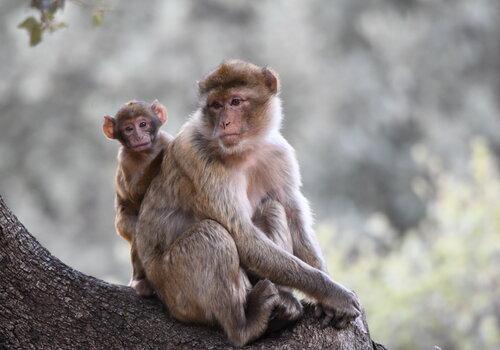 Un singe magot et son petit.