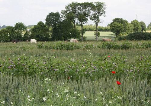 Association de plantes en culture au premier plan