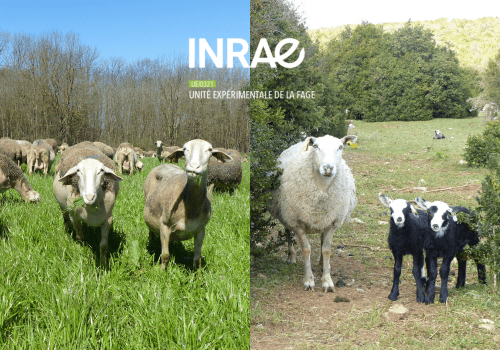 Moutons de la Fage