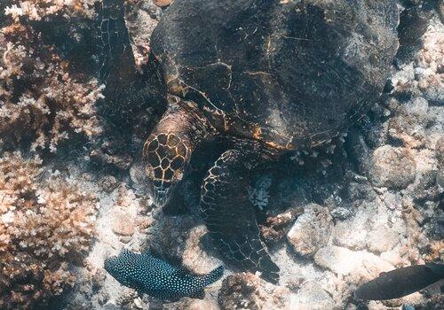 Tortue marine Tortue imbriquée en nourrissage, observation et prise de vue avec les élèves, en mer.