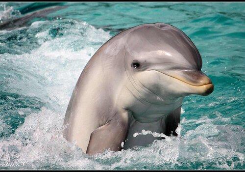 Un dauphin saute hors de l'eau