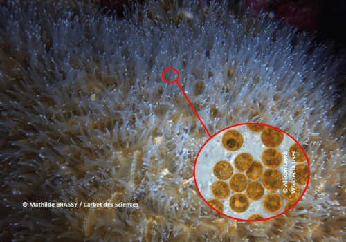 L'endosymbiose chez les coraux durs L'endosymbiose chez les coraux durs