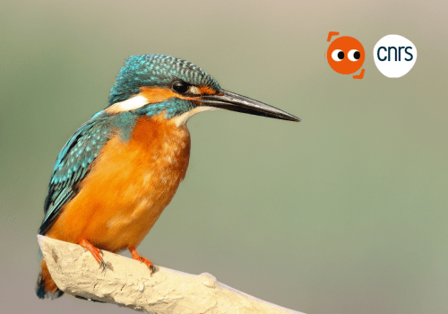 Les oiseaux, pas si bêtes ! Les oiseaux, pas si bêtes !