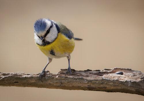 Mésange bleue 