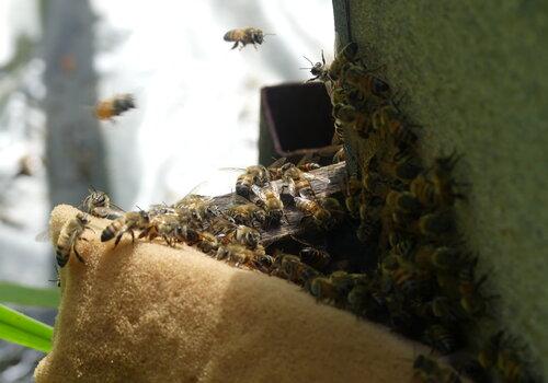 Abeilles Apis Mellifera au Grand Port Maritime de Guyane