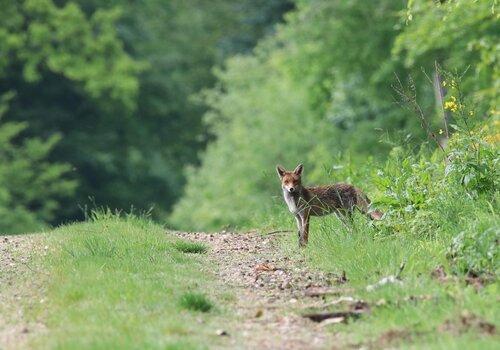 Renard dans la nature