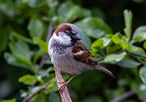 Moineau eurasien