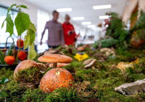 Champignons