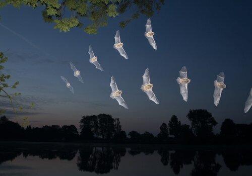 chauves-souris