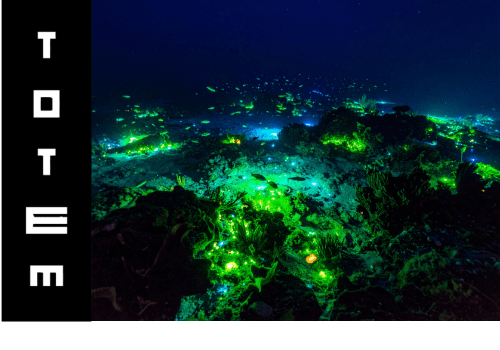 totem bioluminescence nuit du totem