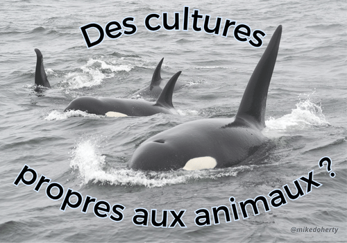 Groupe d'orque dans l'océan