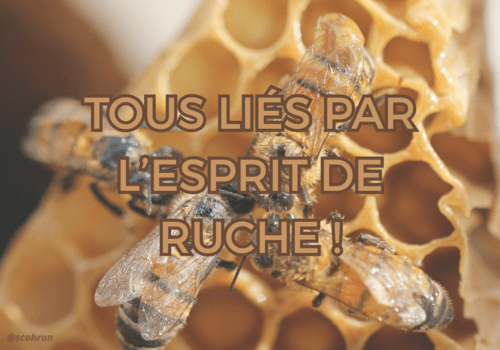 Abeilles sur les alvéoles d'une ruche