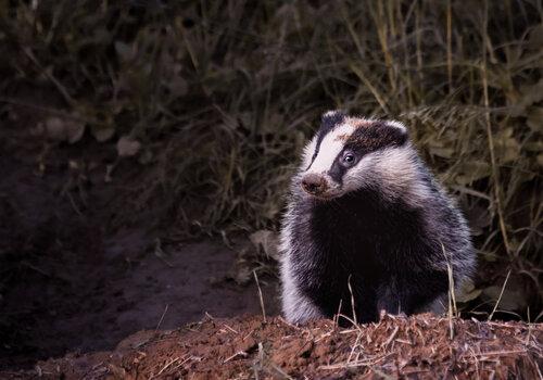 Tous les animaux sont intelligents Blaireau dans son écosystème