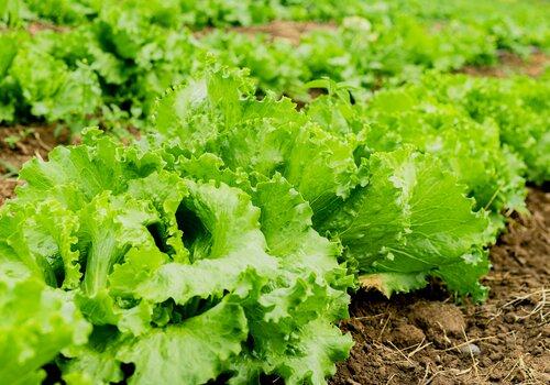 Plants de laitue poussant dans un champ