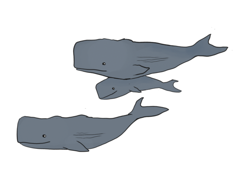 dessin de famille de cachalots